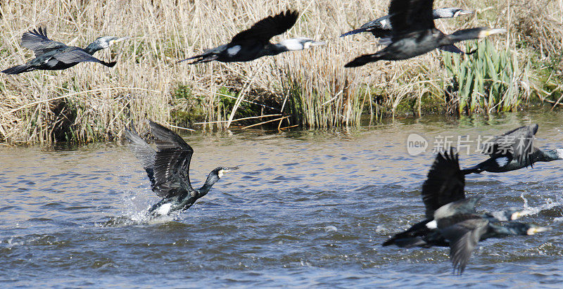 飞行中的鸬鹚(Phalacrocorax carbo)